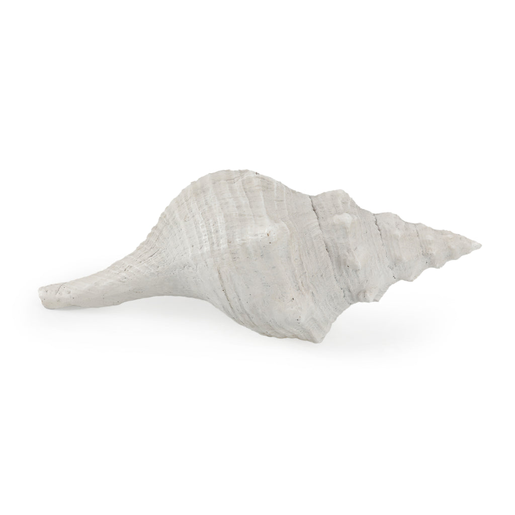 White Seashell