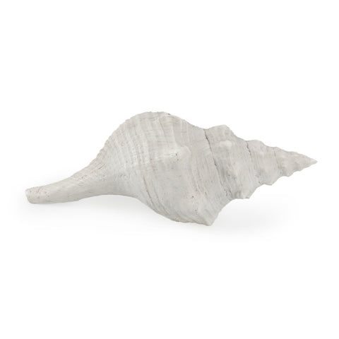 White Seashell