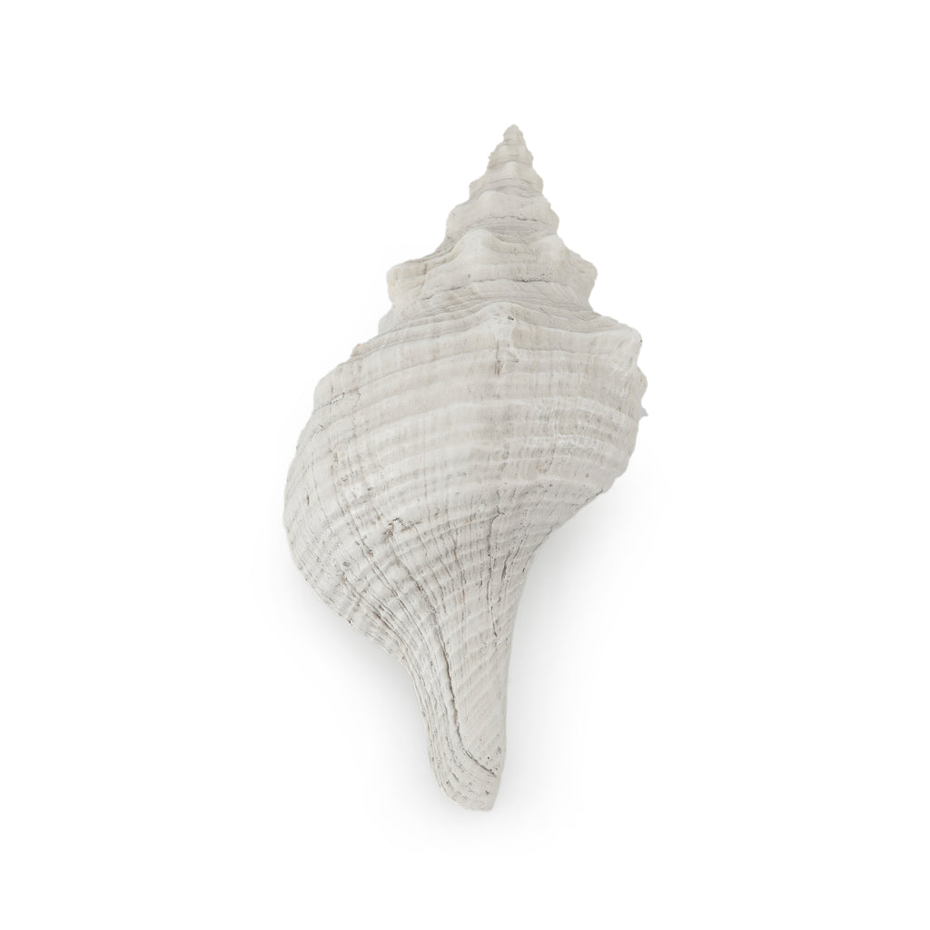 White Seashell
