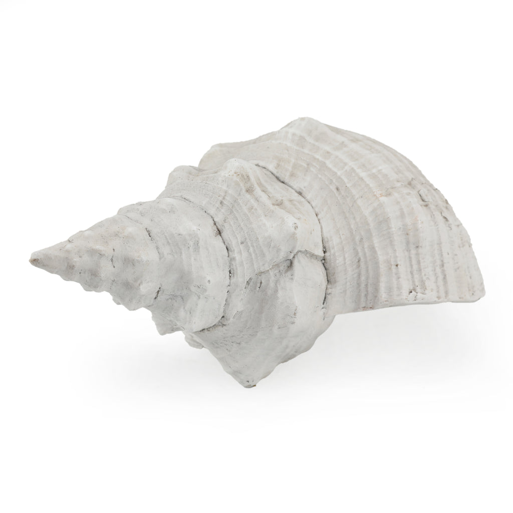 White Seashell