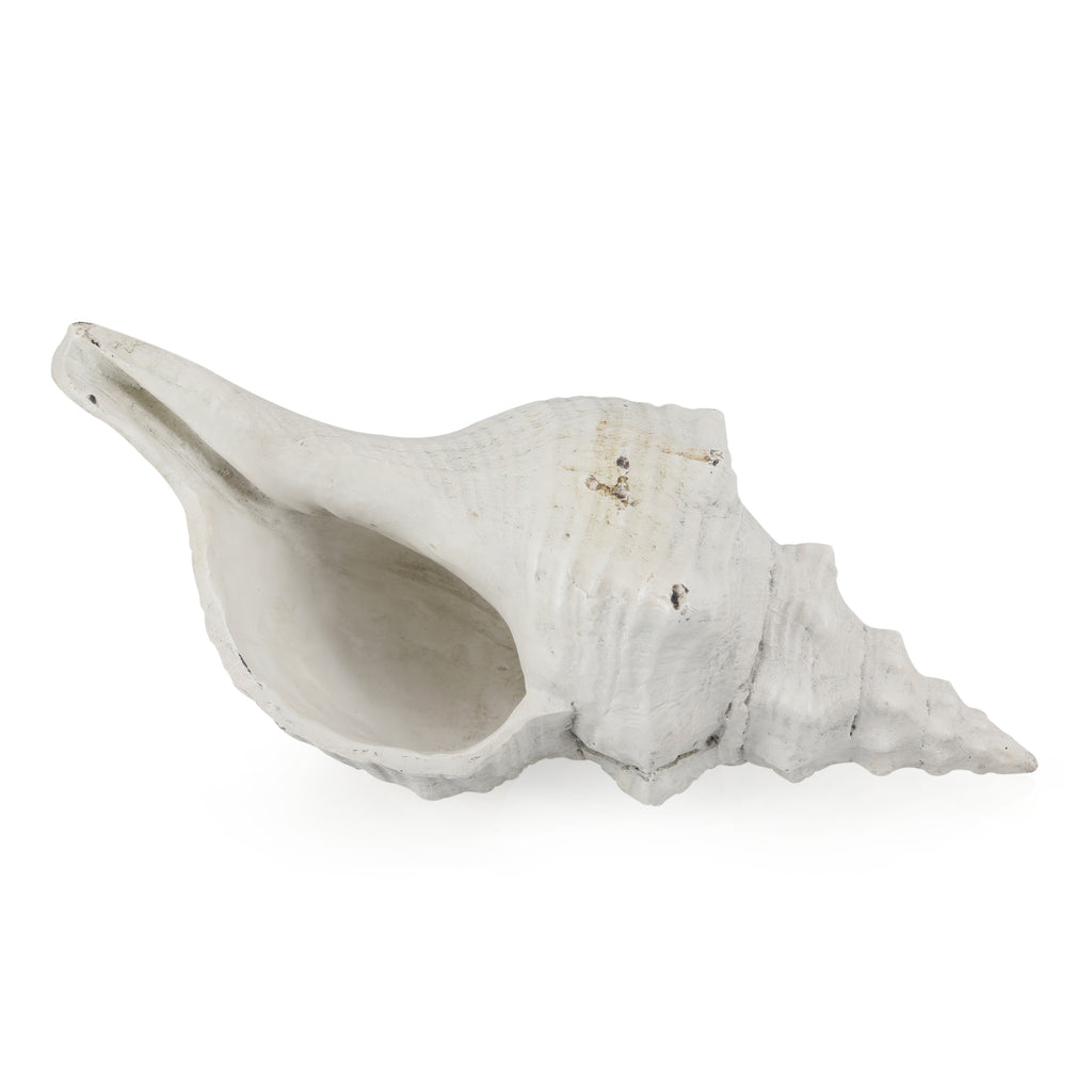 White Seashell
