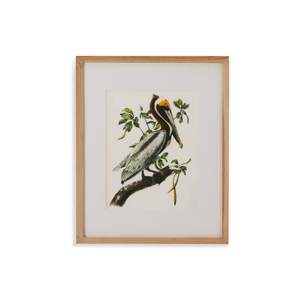 (A+D) Brown Egret on Tree Branch