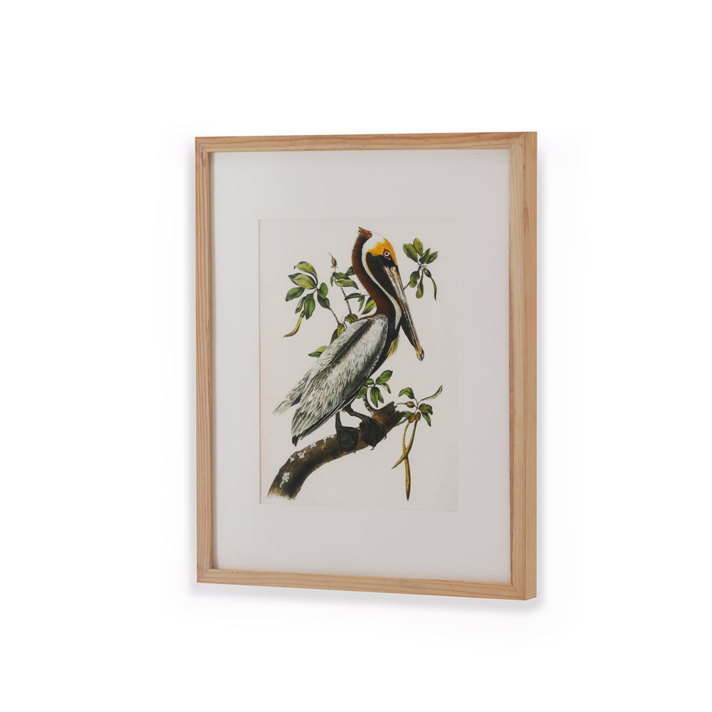 (A+D) Brown Egret on Tree Branch