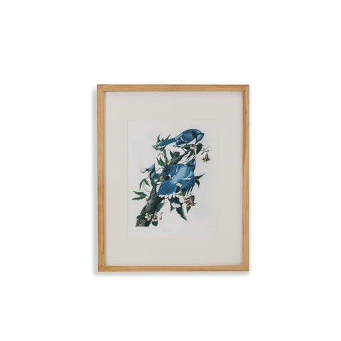 (A+D) Blue Birds on Tree Branch