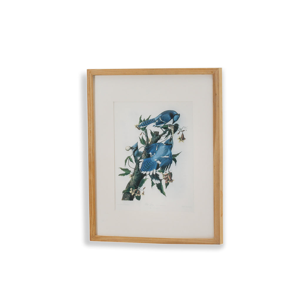 (A+D) Blue Birds on Tree Branch