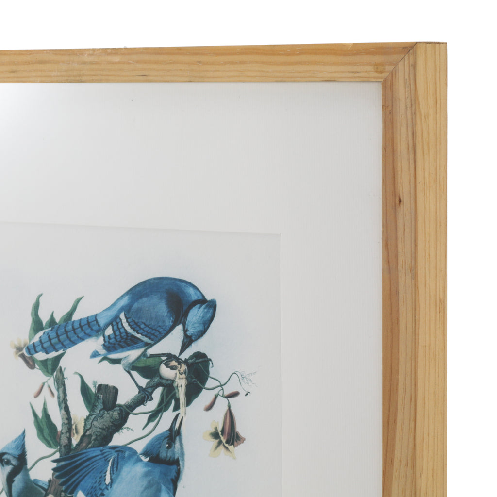 (A+D) Blue Birds on Tree Branch