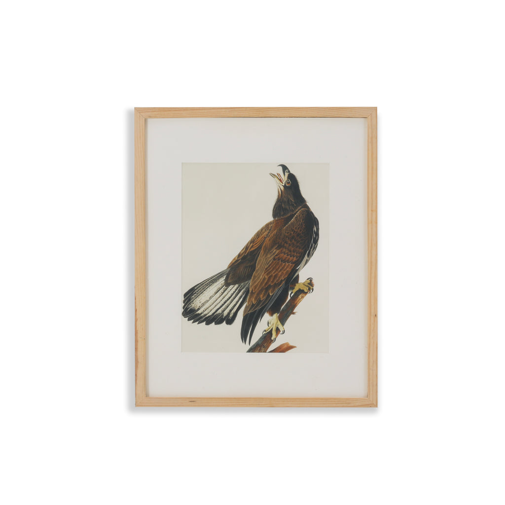 (A+D) Hawk on Tree Branch