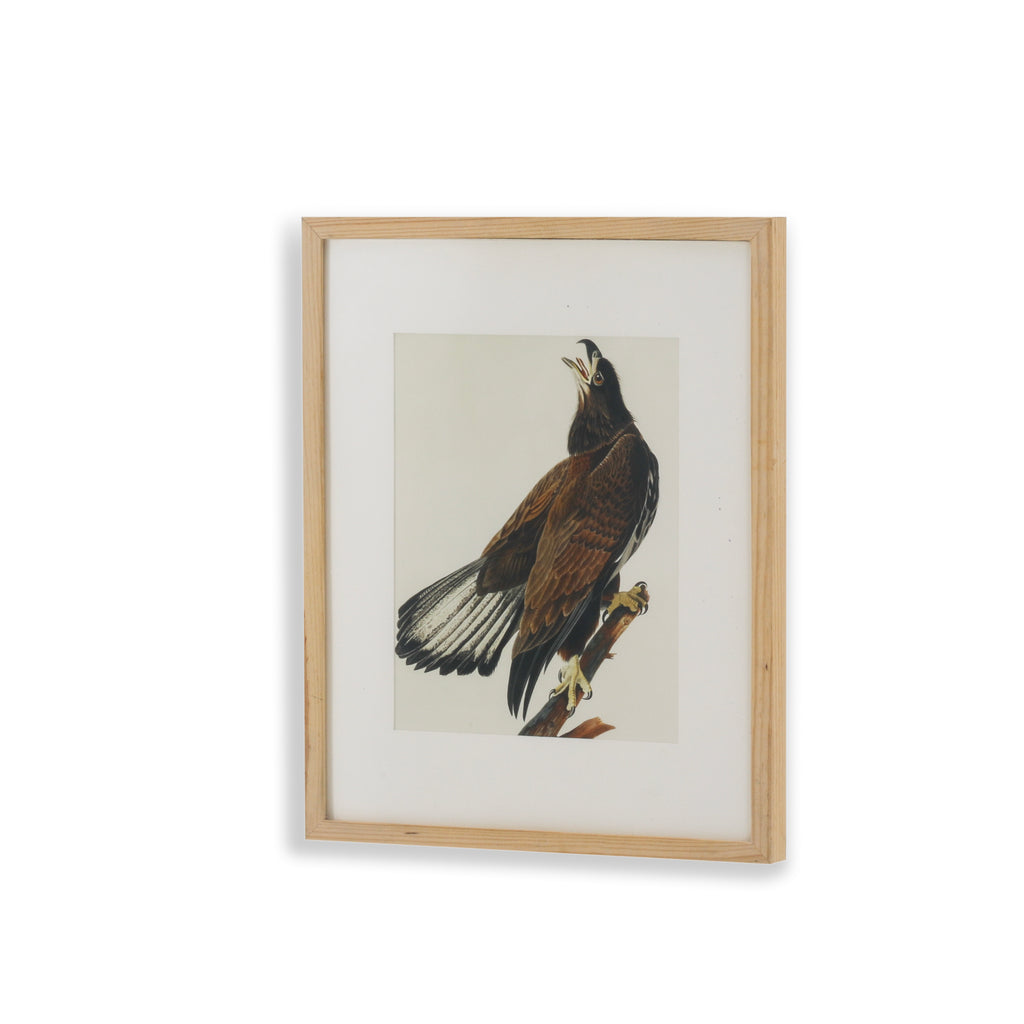 (A+D) Hawk on Tree Branch