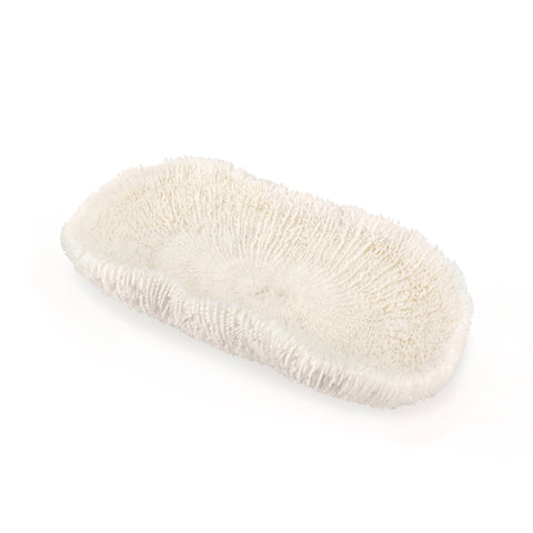 Large White Coral #3