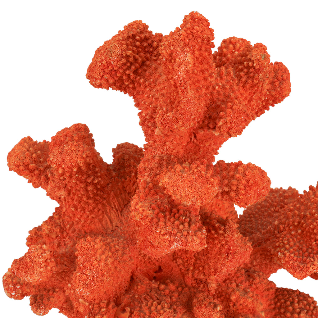 Orange Coral w/ Acrylic Base (A+D)
