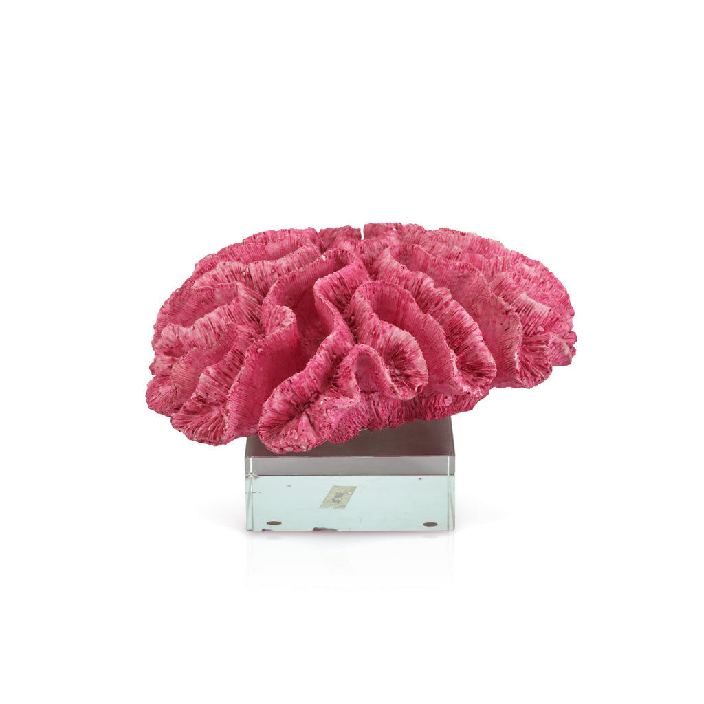 Hot Pink Coral w/ Acrylic Base (A+D)
