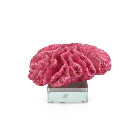 Hot Pink Coral w/ Acrylic Base (A+D)