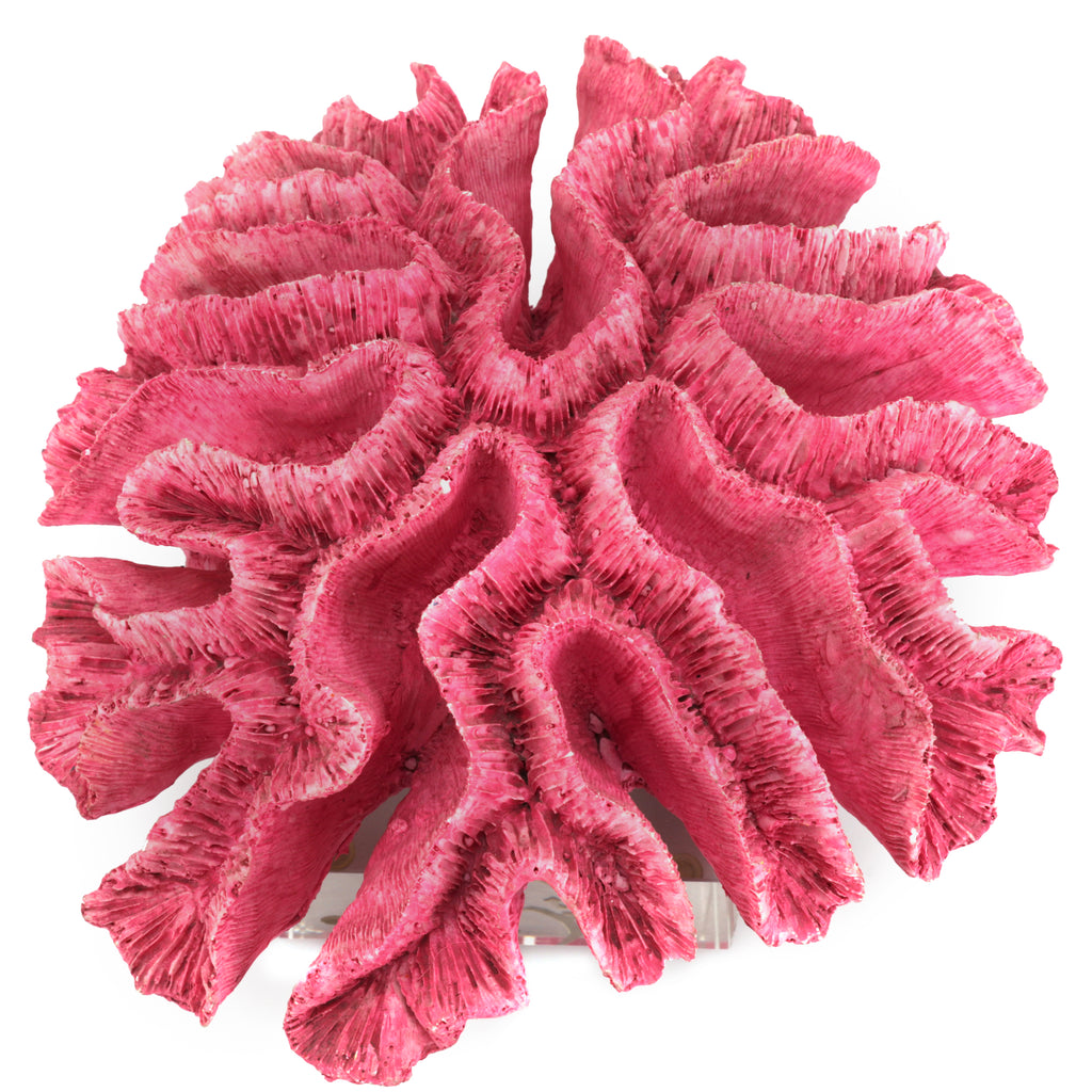 Hot Pink Coral w/ Acrylic Base (A+D)