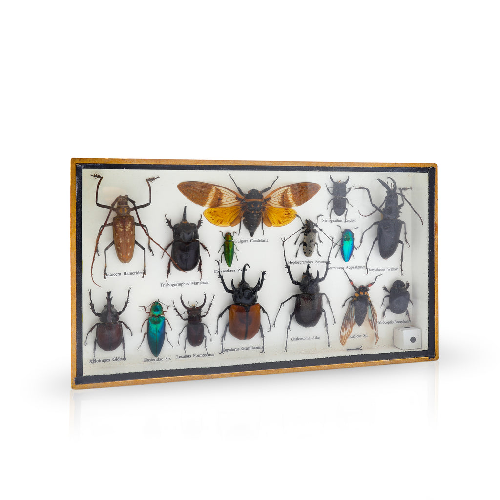 Bug Collection in Wood / Glass Display