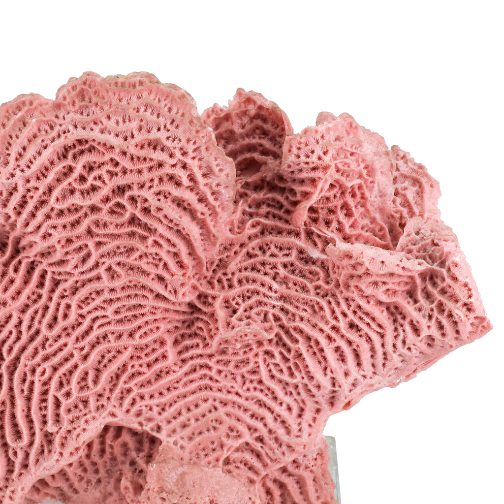 Light Pink Coral w/ Glass Base (A+D)