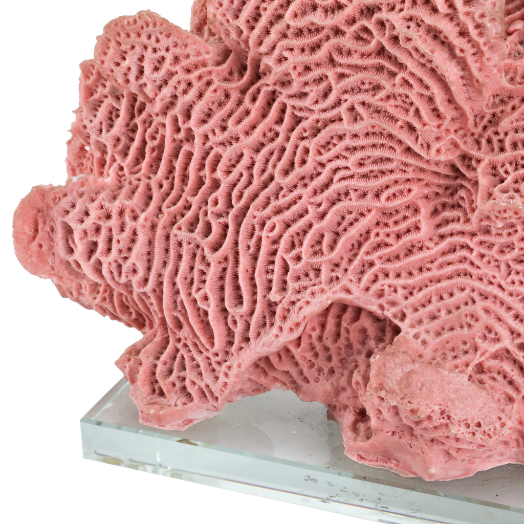 Light Pink Coral w/ Glass Base (A+D)