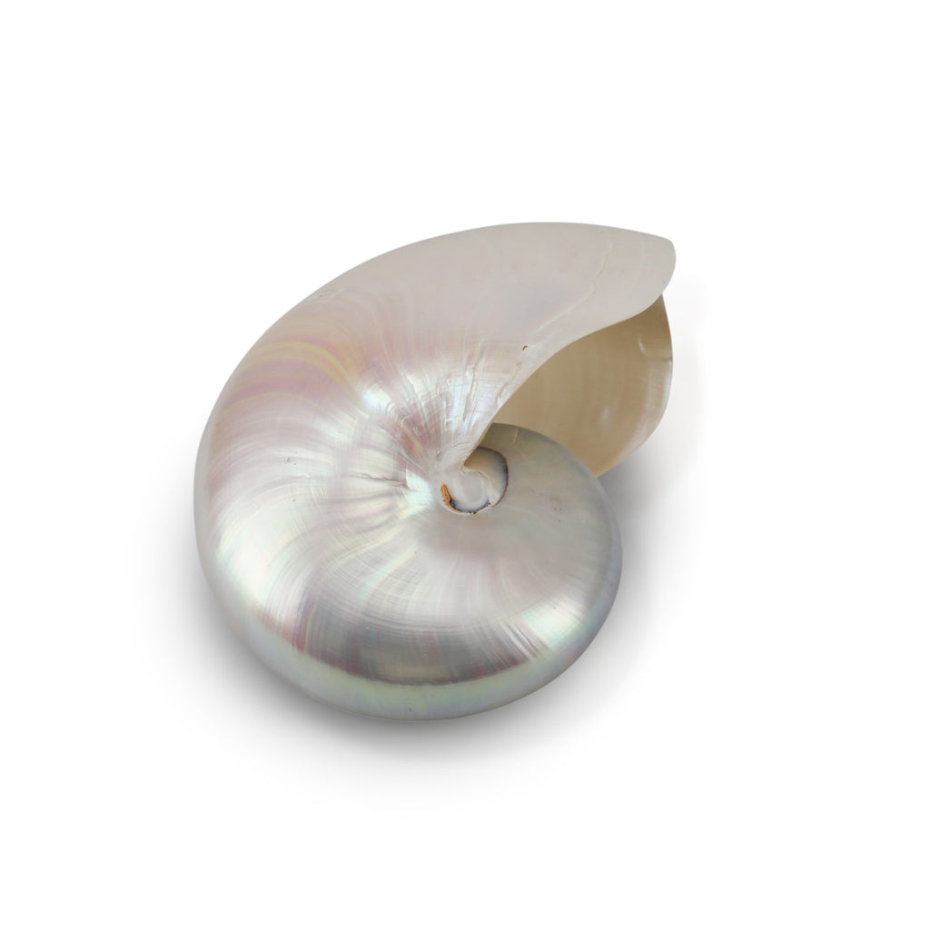 Light Iridescent Sea Shell (A+D)