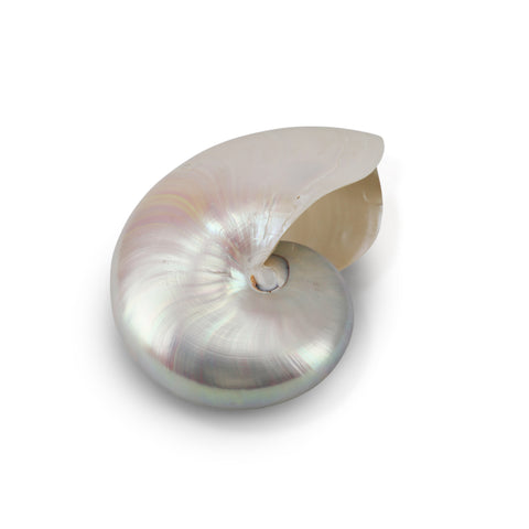 Light Iridescent Sea Shell (A+D)