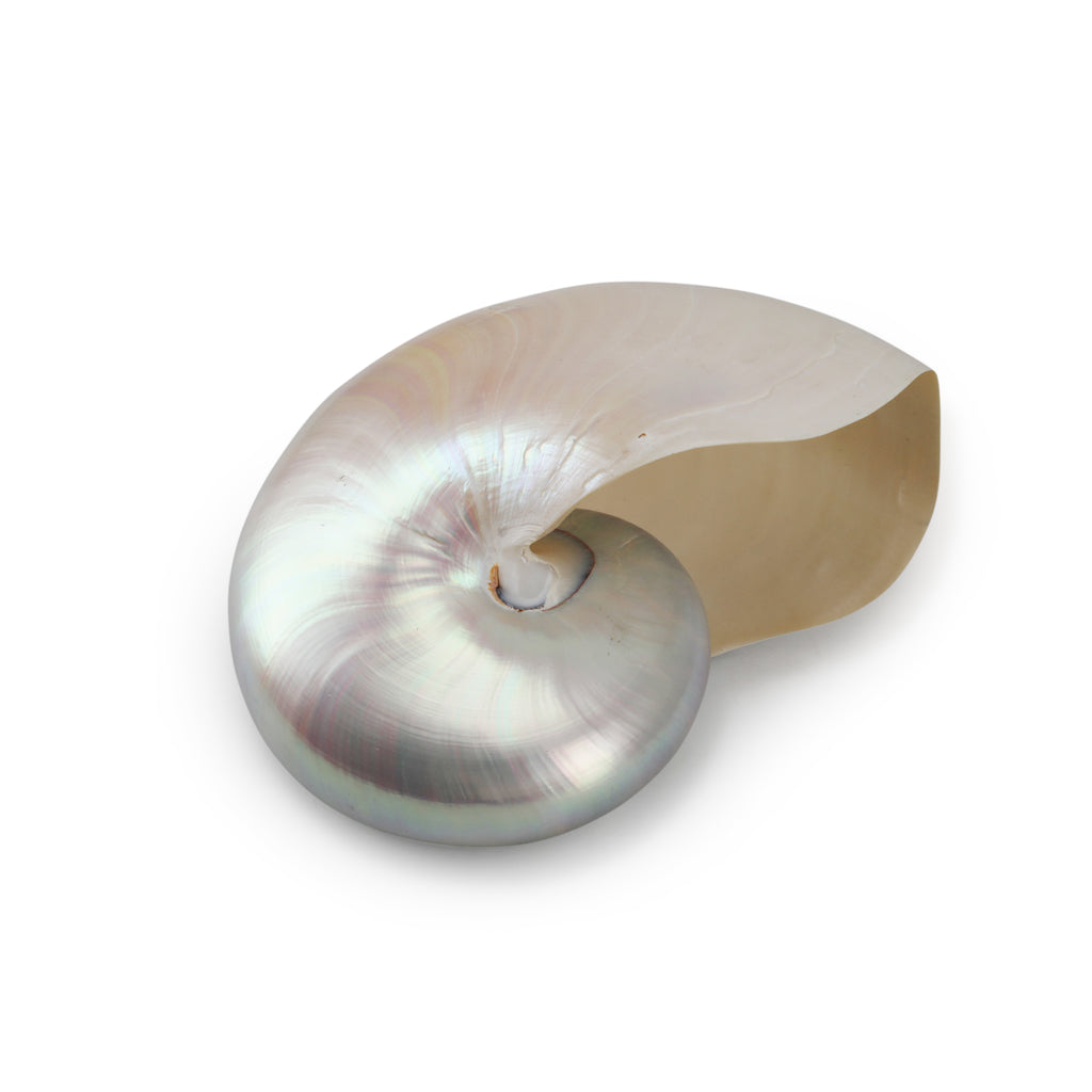 Light Iridescent Sea Shell (A+D)
