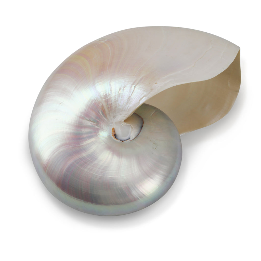 Light Iridescent Sea Shell (A+D)