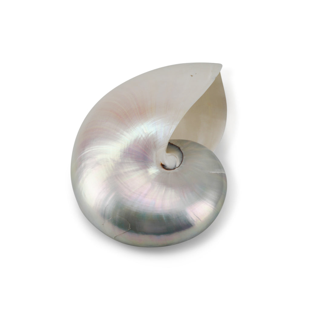 Light Iridescent Sea Shell (A+D)