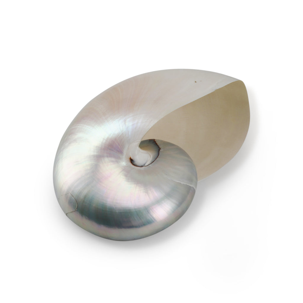 Light Iridescent Sea Shell (A+D)