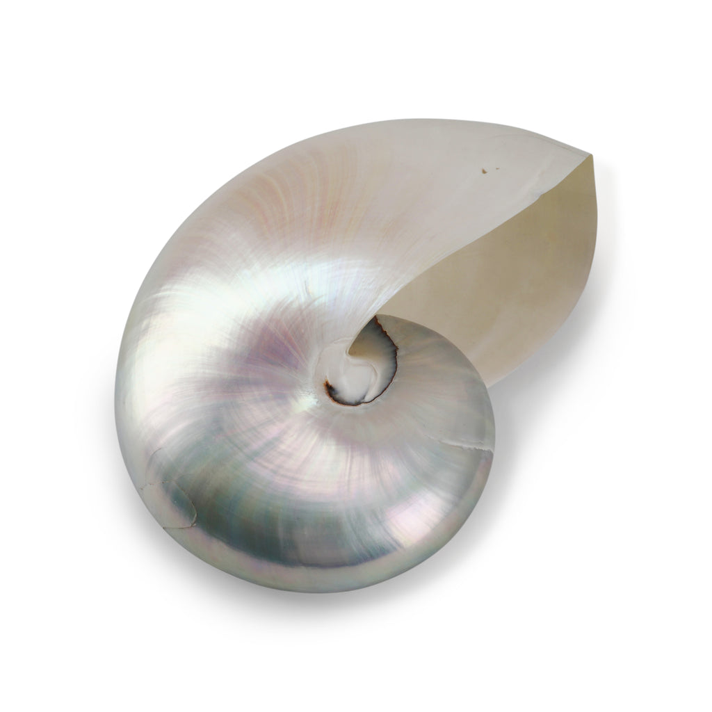 Light Iridescent Sea Shell (A+D)