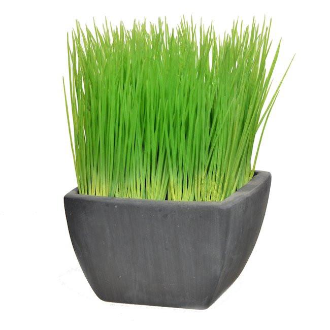 Wheat Grass in Square Planter