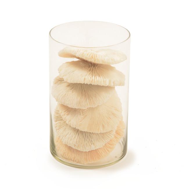 White Glass Cylinder with Sea Sponges (A+D)