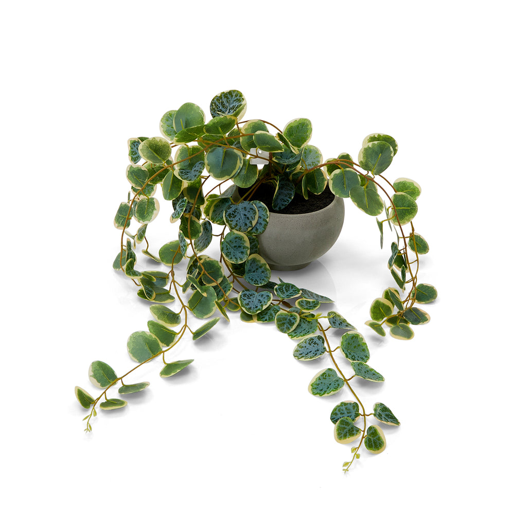 Grey Ceramic Pot Faux Vine (A+D)