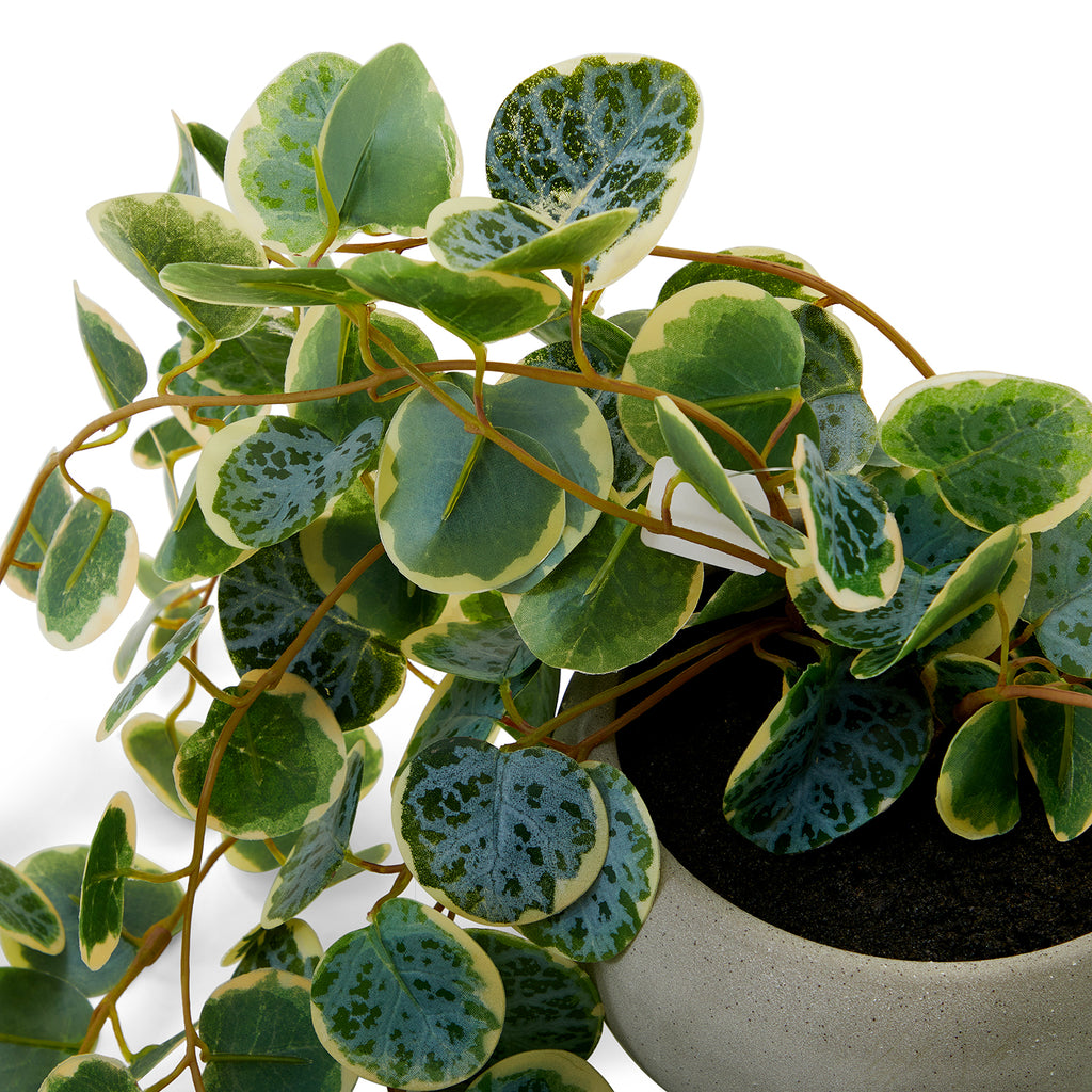 Grey Ceramic Pot Faux Vine (A+D)