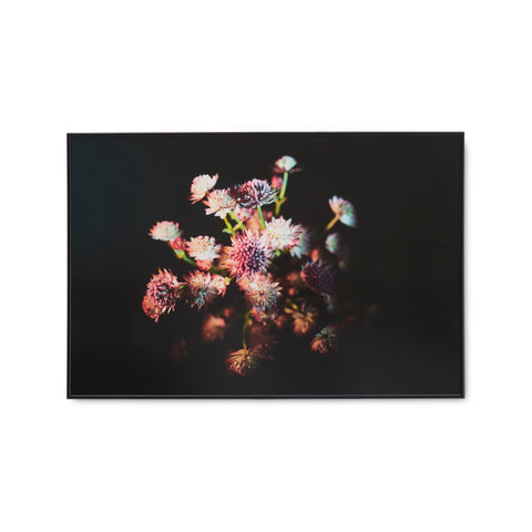 1230 (A+D) Violet Astrantia Floral On Black