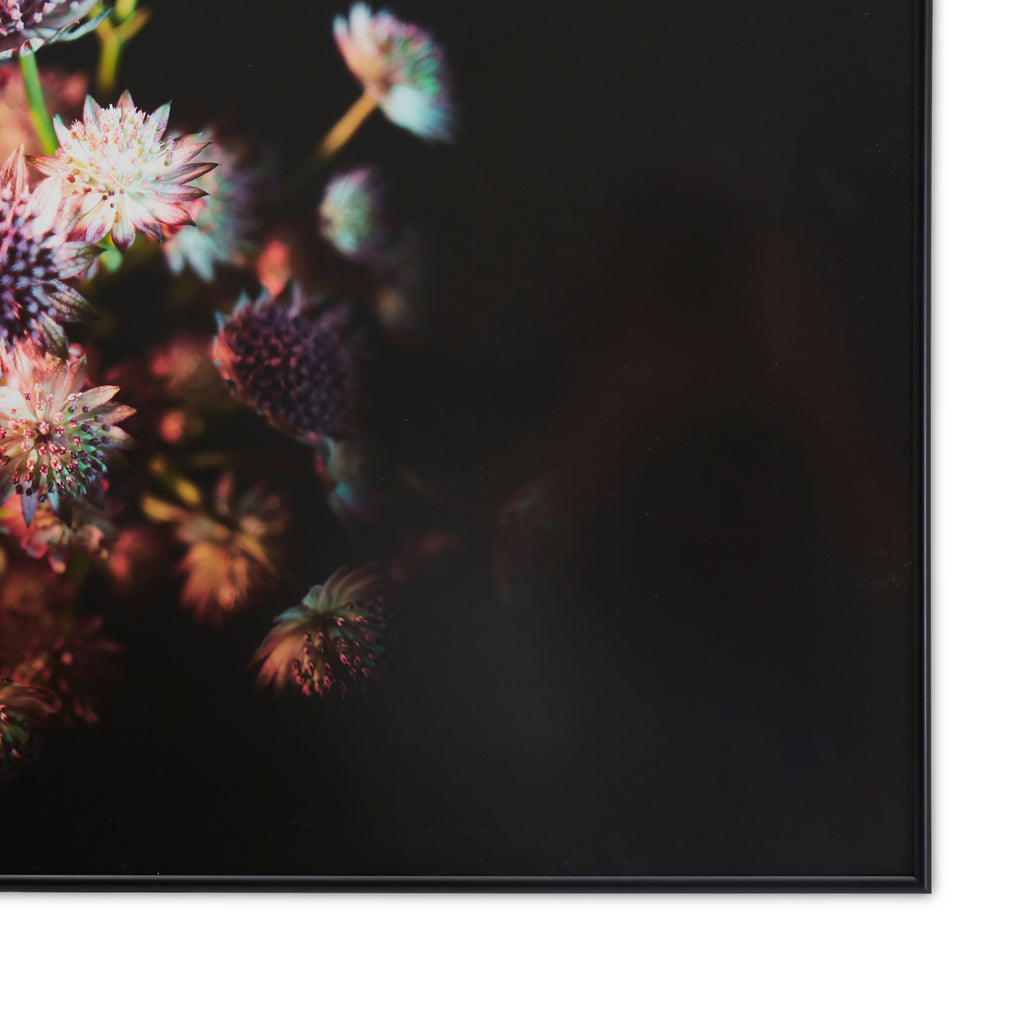 1230 (A+D) Violet Astrantia Floral On Black