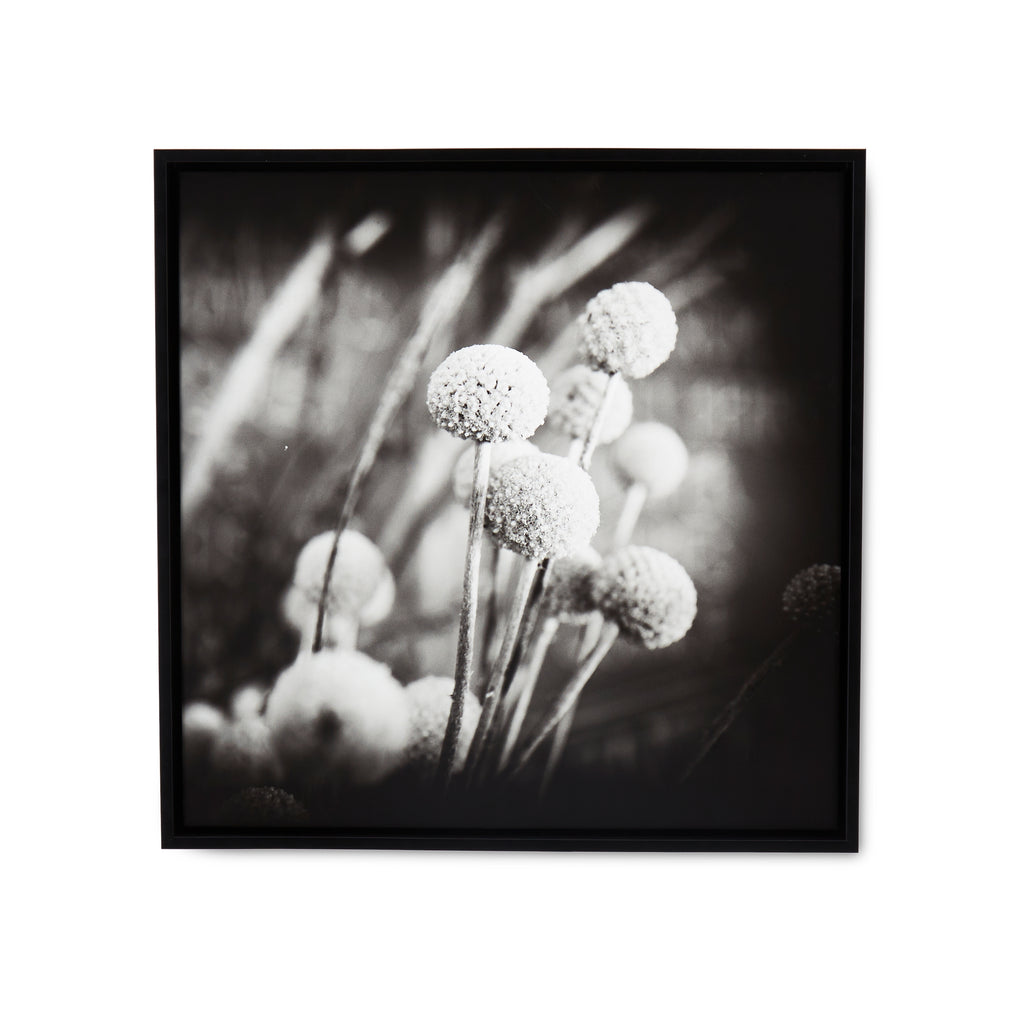 1077 (A+D)  BW Floral 24 x 24 B