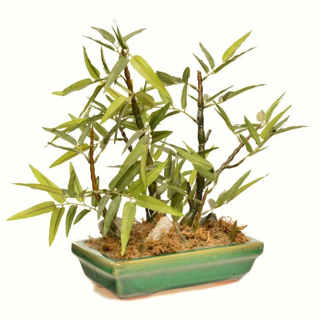 Plant - Table Top in Green Planter