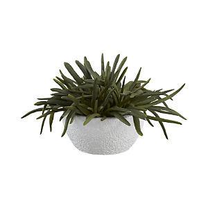 White Ceramic Bowl with Pencil Succulent (A+D)
