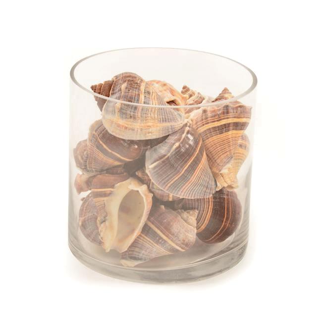 Tan Glass Cylinder with Sea Shells (A+D)