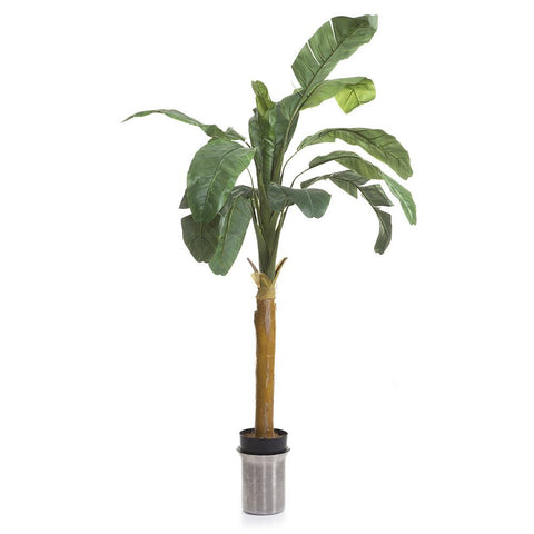 Faux Banana Tree in White Planter