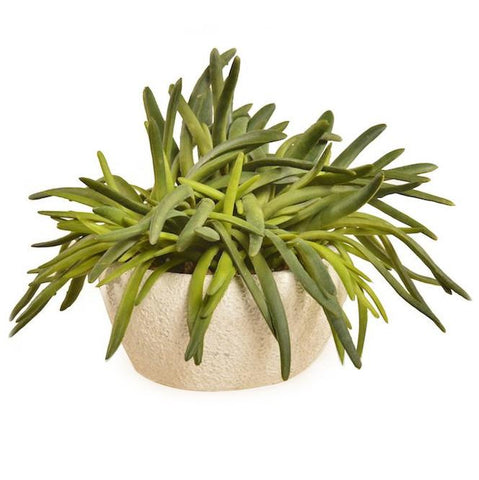 Cream Ceramic Pot with Pencil Succulent (A+D)