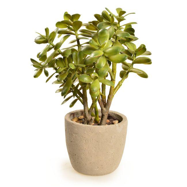 Tan Ceramic Pot with Jade Succulent (A+D)