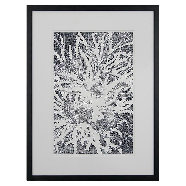 0180 (A+D) Dryandra White