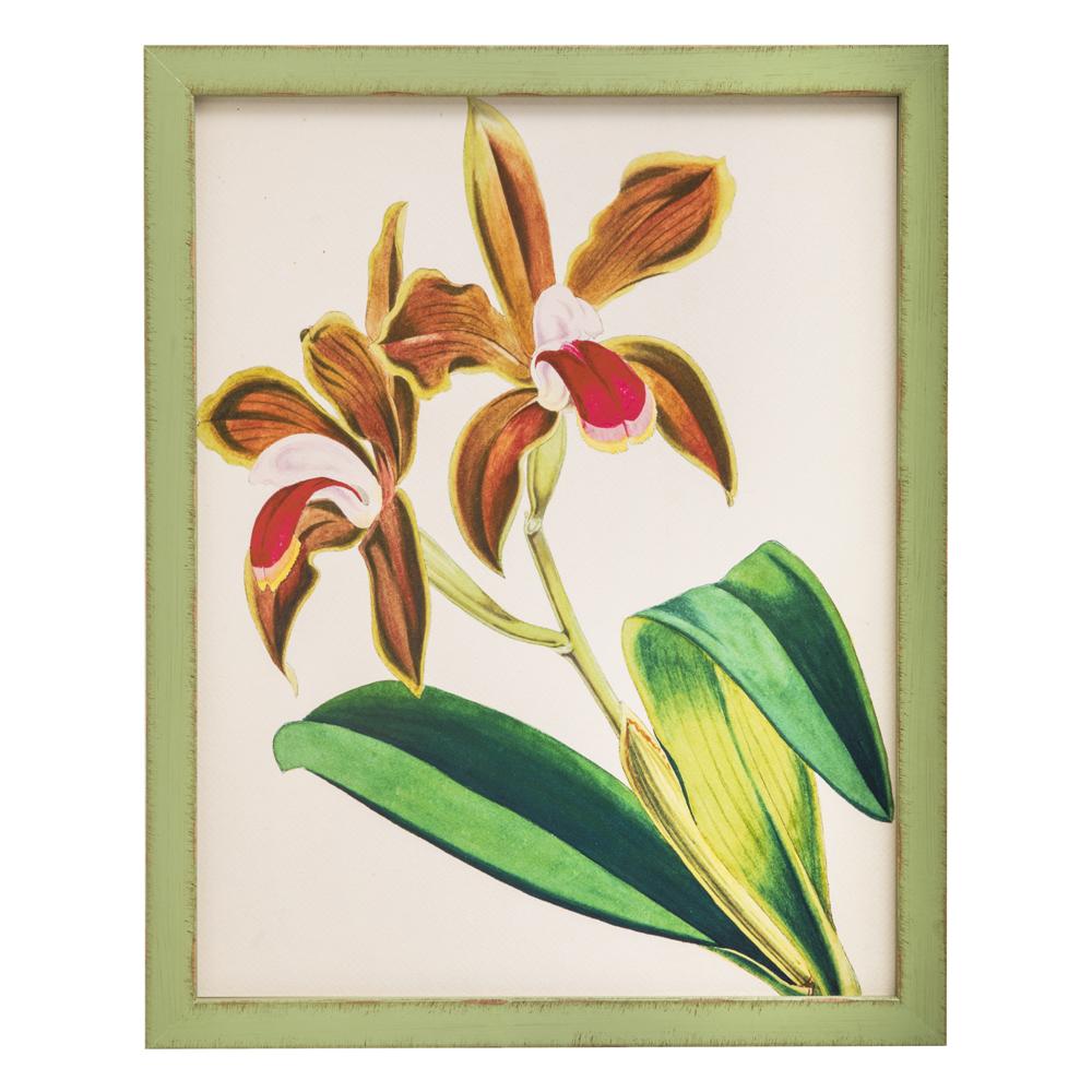 0988 (A+D) Orchid Green A
