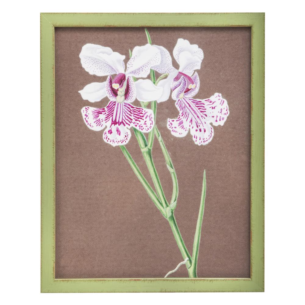 0990 (A+D) Orchid Green C