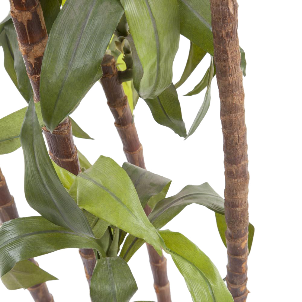Tropical Tree