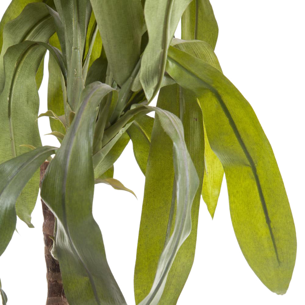 Tropical Tree