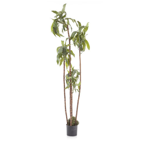 Tropical Tree
