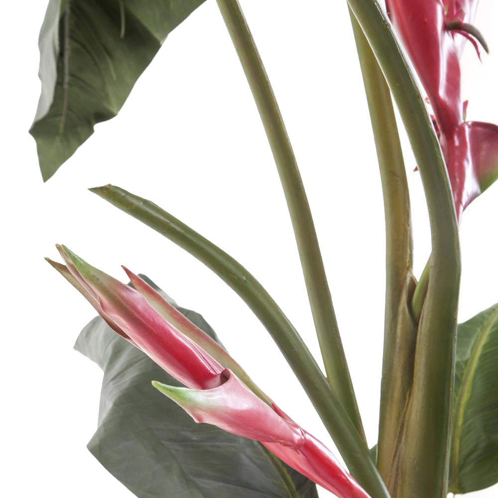 Banana Palm Leaf