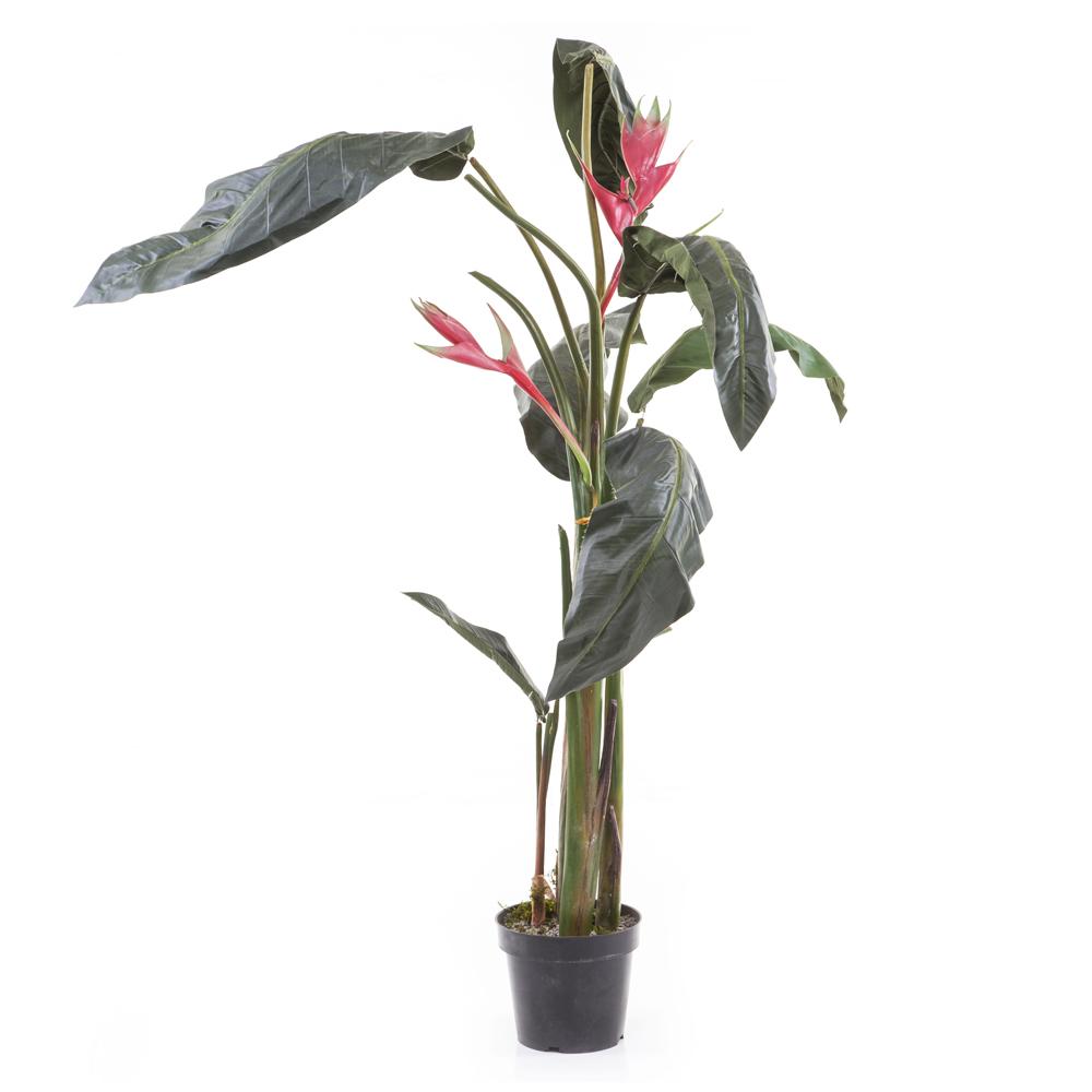 Banana Palm Leaf