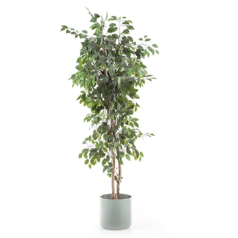 Large Faux Ficus Tree