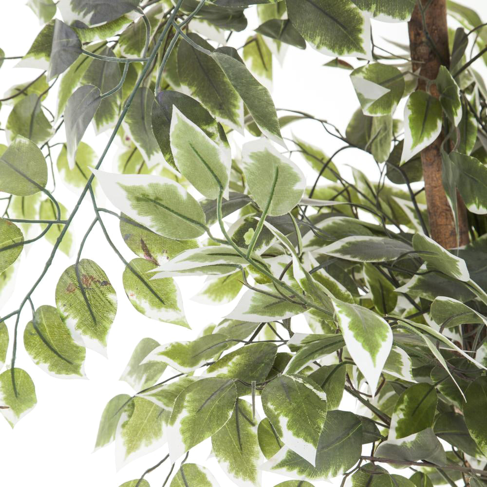 Ficus Tree